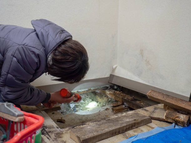 Best Post-Construction Mold Inspection  in Homosassa, FL